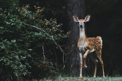 scott-carroll-favQn8WgRyk-unsplash